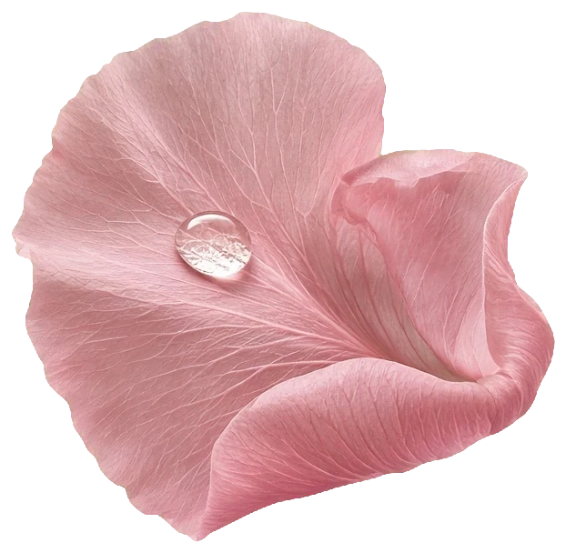 A rose petal with a single drop of dew